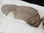 Lochovella (Reedops) Trilobite With Bite Mark - Clarita, Oklahoma #36144-5